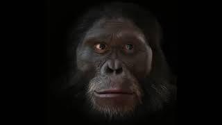 Evolution of Human Species Ape to Man  Homo Sapiens