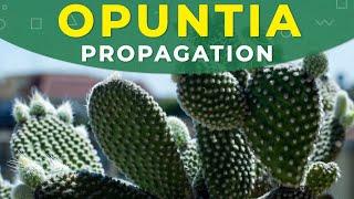 How to grow Opuntia cactus?  Prickly pear from seeds