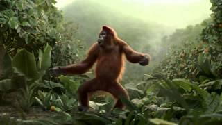 Funny Orangutan Has Best Dance Moves Weve Ever Seen