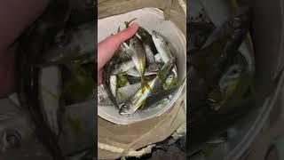 Отчет по рыбалке с 20 го на 21 марта 2024. Севастополь-Северная. Рыбу отдал деду Серёге