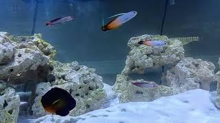 School of firefish