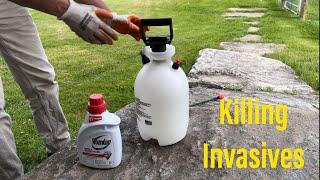 Invasive Species can Ruin Your Property - Spraying Invasive Plants with Herbicide