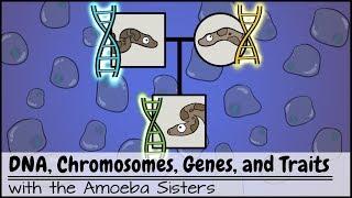 DNA Chromosomes Genes and Traits An Intro to Heredity