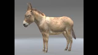 3D Model Donkey Pony Hair Fur Rigged Low Poly Animal at 3DExport.com