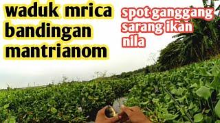 MANCING NILA BABON UMPAN LUMUT SUPER  IKAN NILA BABON MAKAN LUMUT  TRENDING