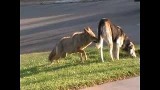 Coyote vs Dog