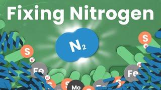 The Most Underrated Chemical Process on Earth｜Nitrogen Fixing