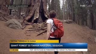 Hutan Pinus Mangunan Bantul Salah Satu Hutan Terindah di Dunia - SSI