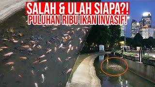 TRAGIS PULUHAN RIBU IKAN PREDATOR INVASIF MENYERANG IBU KOTA - TANGGUNG JAWAB