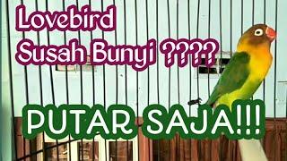 Pancingan Lovebird Malas Bunyi  jadikan lakbet aktif bunyi dan ngekek