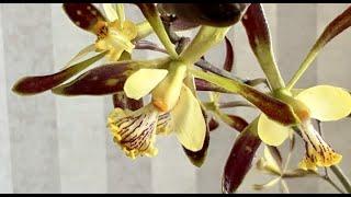 Энциклия -  Экзотическая орхидея для тех кто любит поливать