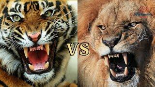 Lion vs Tiger - Who is the real king Tiger is the King of the jungle