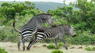 Zebra breeding #meeting #shorts #ary #animalplanet #hot #breeding