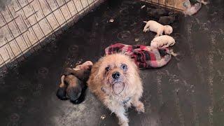 Neglected and mistreated mom dog barking to us for help her puppies suffered in prison