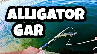 Shakespeare Tiger Walmart Combo VS Alligator Gar