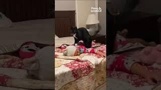 ADORABLE Cat Gives Baby a Massage #Shorts