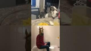 Man-horse turns Great Dane into a beat  “Devil Went Down to Georgia” Drum Cover