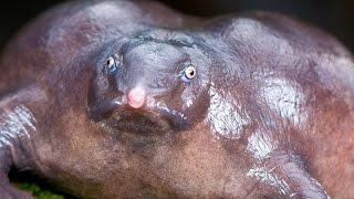 10 Weird Creatures That Actually Exist