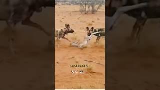 Antelopes Heart-Wrenching Battle Against Wild Dogs