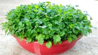 how to grow coriander in summer season  coriander growing tips