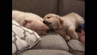 Golden Retriever Puppy Shares Kisses With Sleeping Brother