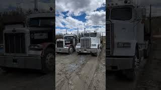 1992 379 and a 1985 freightshaker