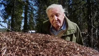 BBC - Attenborough and the Empire of the Ants 2017 1080p