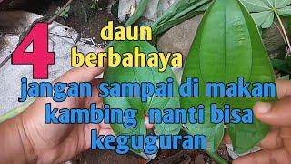 Empat daun berbahaya untuk kambing hamil