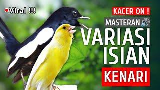 ID Viral - Masteran Kacer Gacor - Variasi isian Kenari  Suara Burung Kacer Materi isian‼️