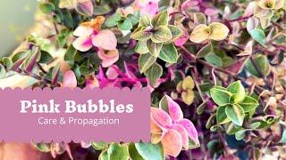 How to Care & Propagate Callisia repens “pink bubbles”