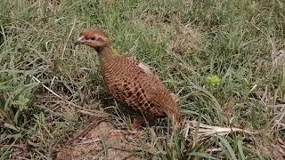 Grey Francolin Female Voice