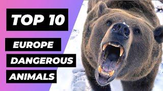 TOP 10 Most DANGEROUS Animals Found in EUROPE  1 Minute Animals