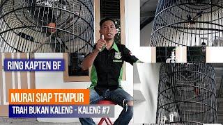 Murai Batu Gacor  Siap TEMPUR Ring Kapten BF