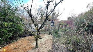 Winter Garden Work and Pruning Apple Trees