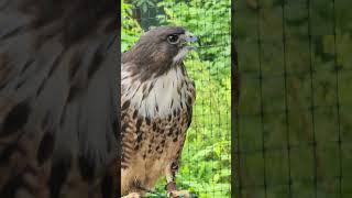 Red-tailed Hawks have a powerful raspy scream #NatureSounds #BirdsofPrey #DidYouKnow