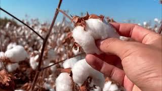 ASMR Cotton Picking ️