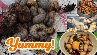 EXOTIC FOOD - COCONUT WORMS COCONUT RHINOCEROS BEETLE