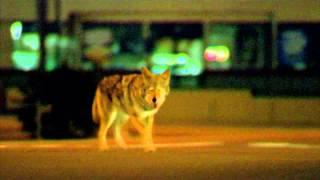 Collateral 2004 Coyote Scene 1080p