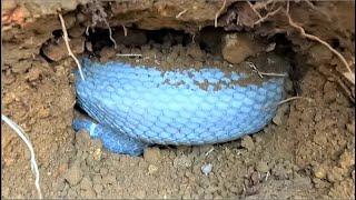 A close-up of an albino king cobra worth millions of dollars shocked the world.