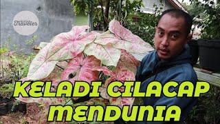 KELADI HYBRID CILACAP  YANG MENDUNIA