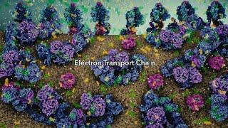 Electron Transport Chain 2019 Drew Berry wehi.tv
