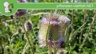 Wilde Karde - Ganze Pflanze - 08.07.18 Dipsacus fullonum - Essbare Wildkräuter bestimmen