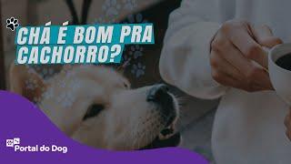 Chá é bom para cachorro?