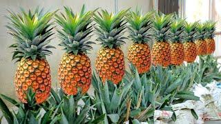 Tips For Growing Pineapple Super Fast From The Tops Discarded Cant Be Ignored