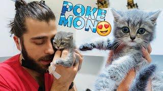 POKEMON CAT  The cutest kitten ever 60 days old kitty #TheVet