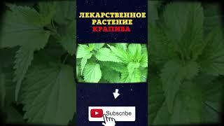 ЛЕКАРСТВЕННОЕ РАСТЕНИЕ КРАПИВА #Shorts