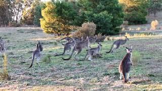 Kangaroos in the Wild - Victoria Australia