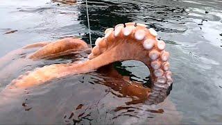 Amazing Giant Octopus Fishing Catch Skill - Amazing Big Catching on the Sea