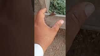 Catch a bird  #birds #trap #catch #birds #shorts #short #youtubeshorts #shortvideo #birds #trap