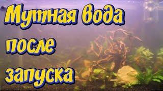 Мутная вода в новом аквариуме после запуска  Причины помутнения воды в аквариуме Что делать